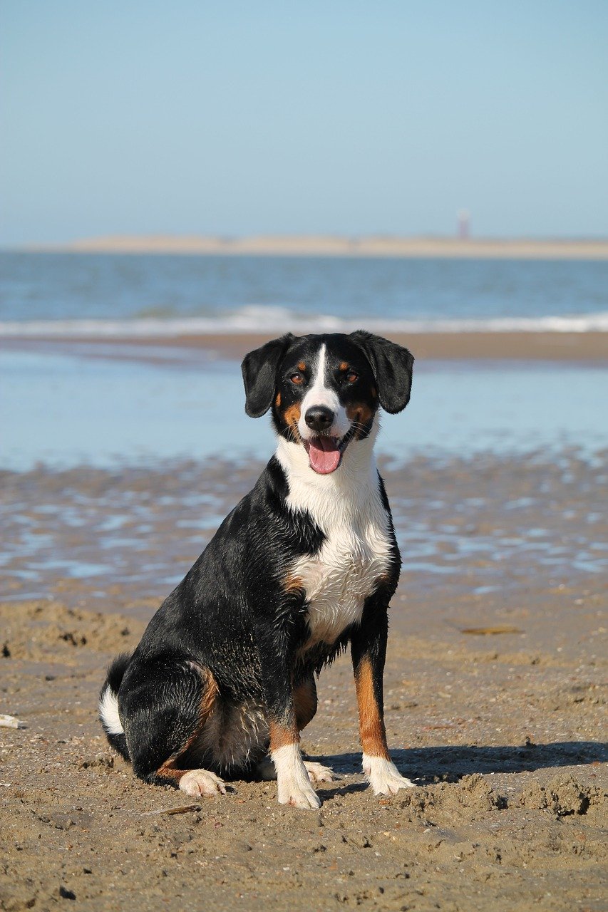 Glücklicher Hund